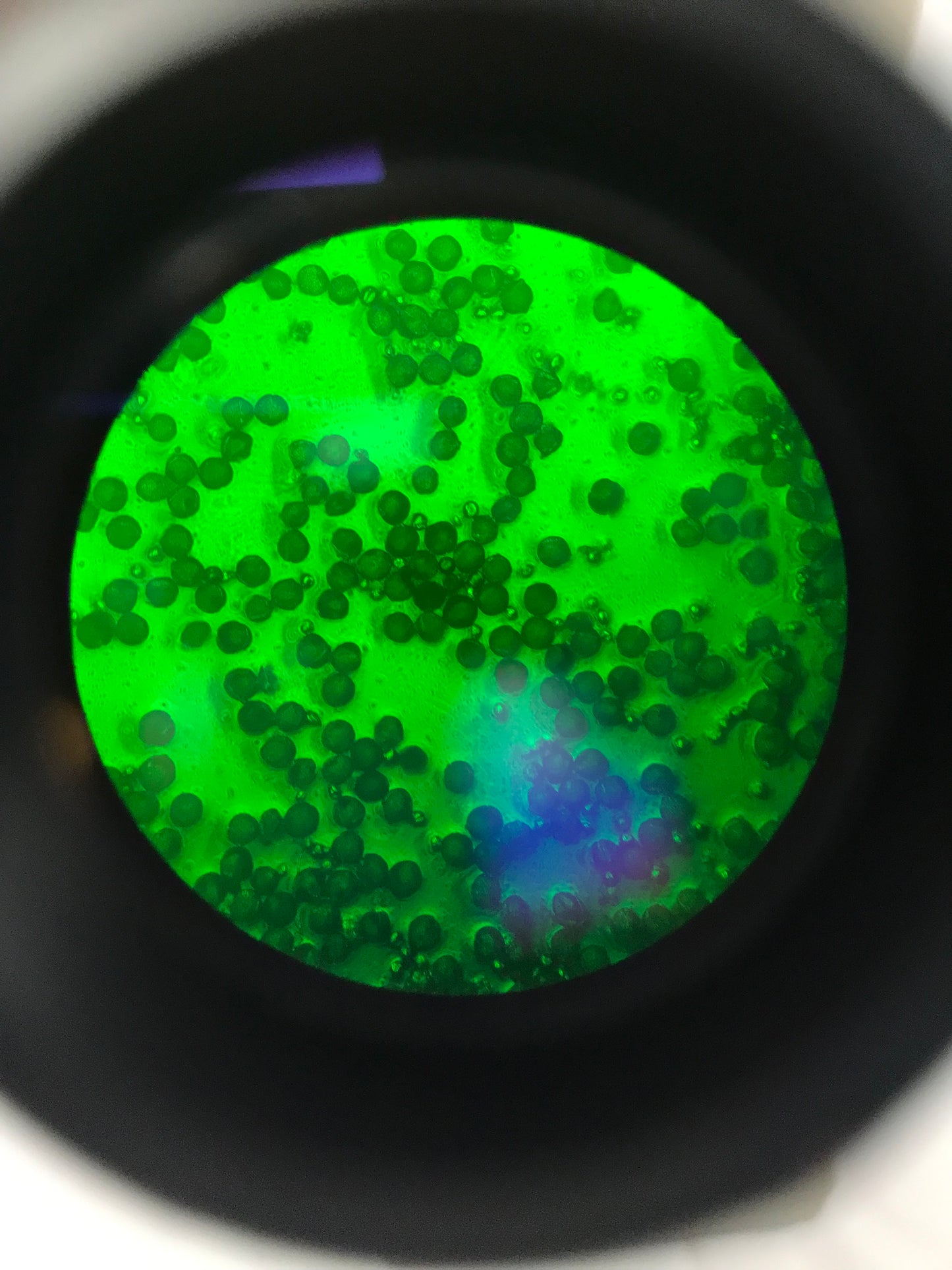 Olympus CK2 Inverted Phase Contrast Microscope W/ 3 Objectives 4x 10x 20x
