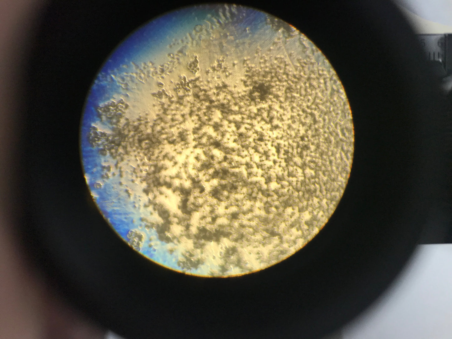 Olympus CK2 Inverted Phase Contrast Microscope W/ 3 Objectives 4x 10x 20x