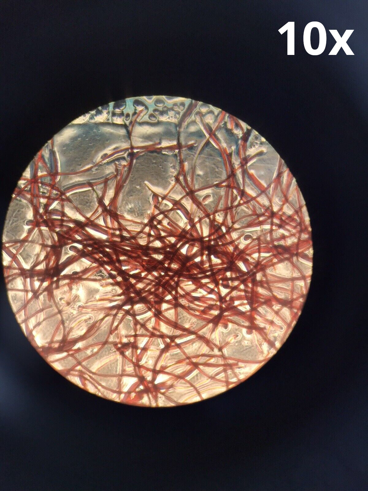 Nikon TMS- F Inverted Phase Contrast Trinocular Microscope