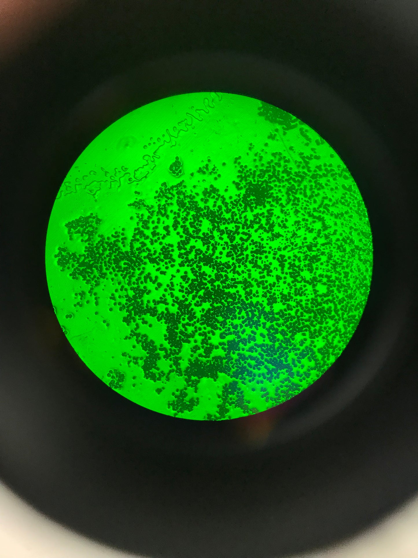 Olympus CK2 Inverted Phase Contrast Microscope W/ 3 Objectives 4x 10x 20x