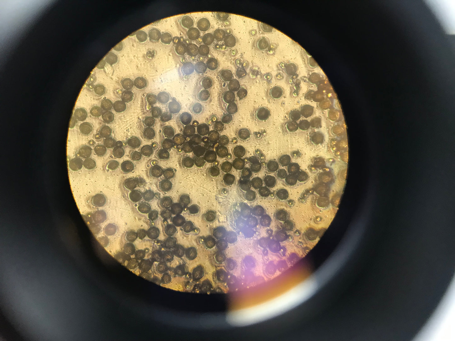 Olympus CK2 Inverted Phase Contrast Microscope W/ 3 Objectives 4x 10x 20x