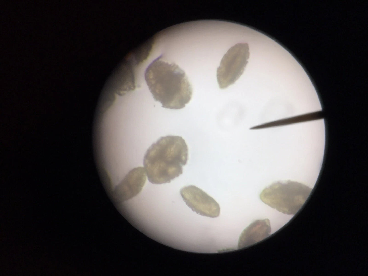 Reichert Jung Series 150 Laboratory Microscope With 4 Objectives tested warranty