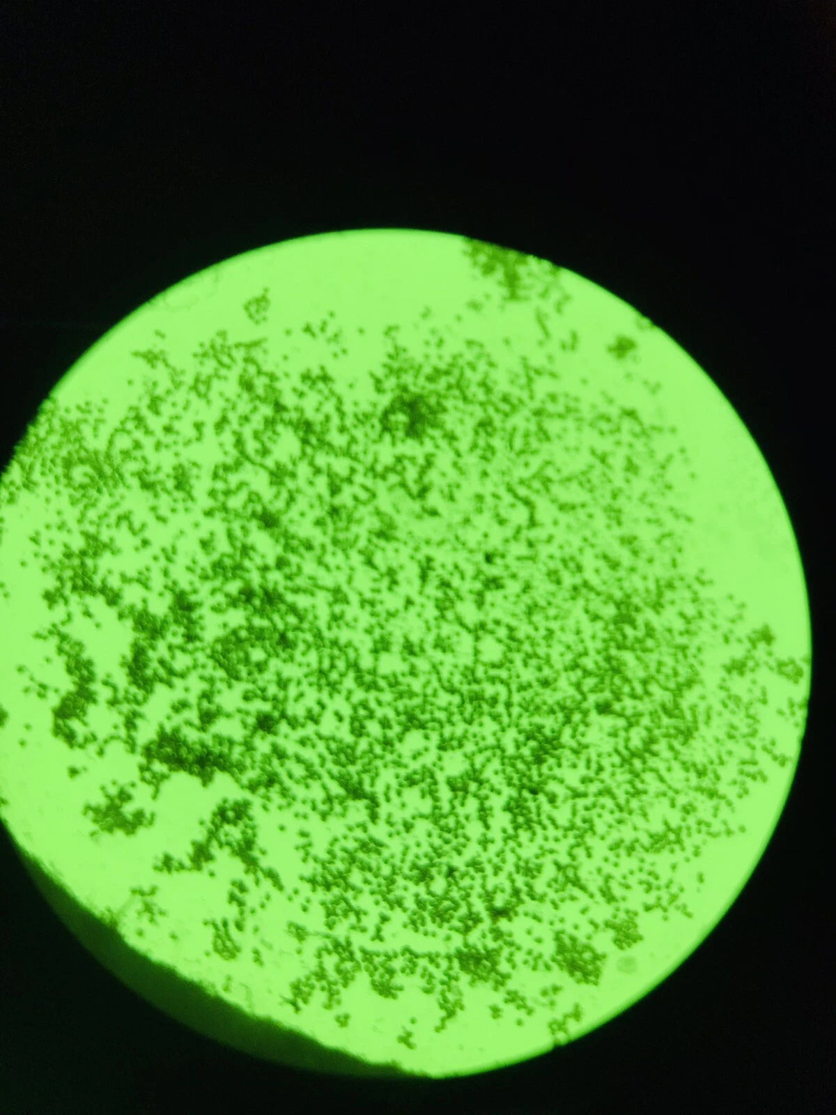 Fisher Micromaster Inverted Microscope 12575250 w/4x 10x 20x Objectives