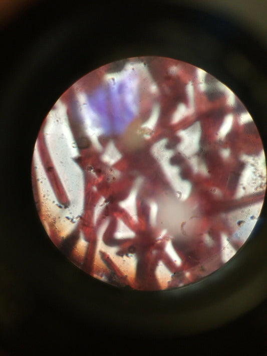 Nikon Labophot-2 Microscope + Dual Head Teaching Microscope Tested! 4 Objectives