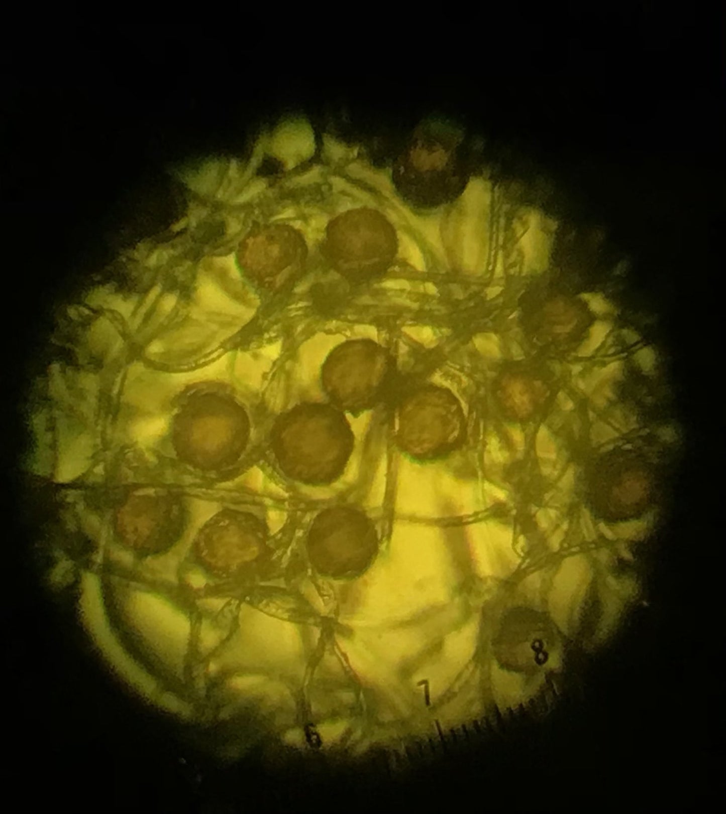 Nikon TMS- F Inverted Phase Contrast Trinocular Microscope