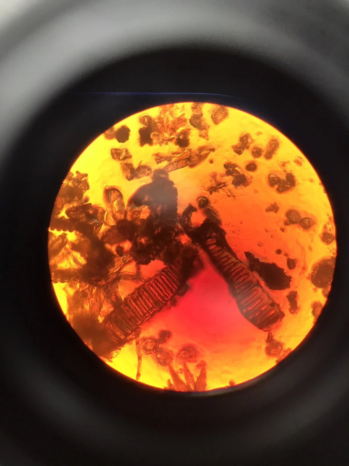 Leica Leitz DM IL Inverted Microscope w/ 4 Objectives Phase Contrast Phaco 1a