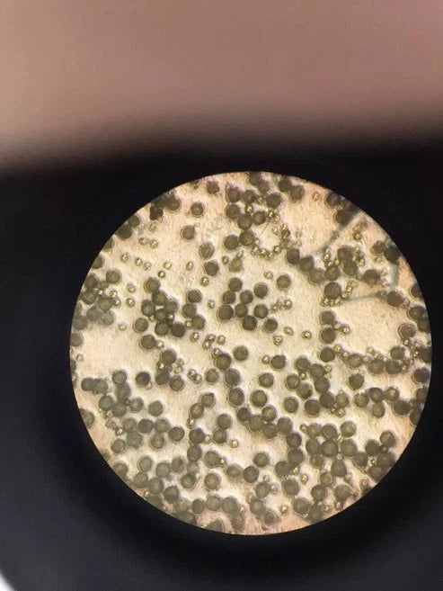 Nikon TMS Inverted Phase Contrast Binocular Microscope 3 Objectives 4x 10x 20x