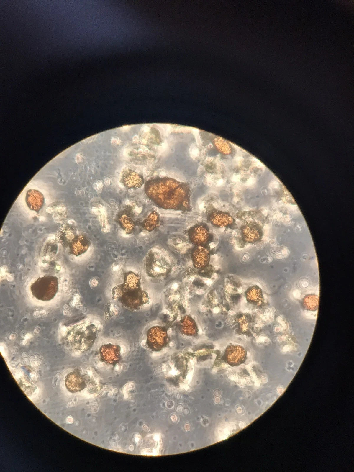 Olympus Microscope CK30 Inverted with Phase Contrast CK30-F100 4x 10x 20x 40x