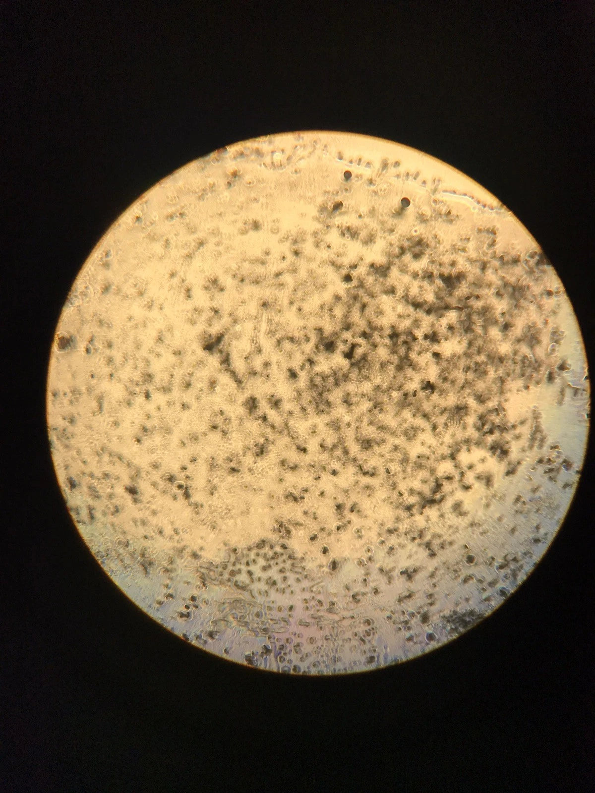 Olympus Microscope CK30 Inverted with Phase Contrast CK30-F100 4x 10x 20x 40x