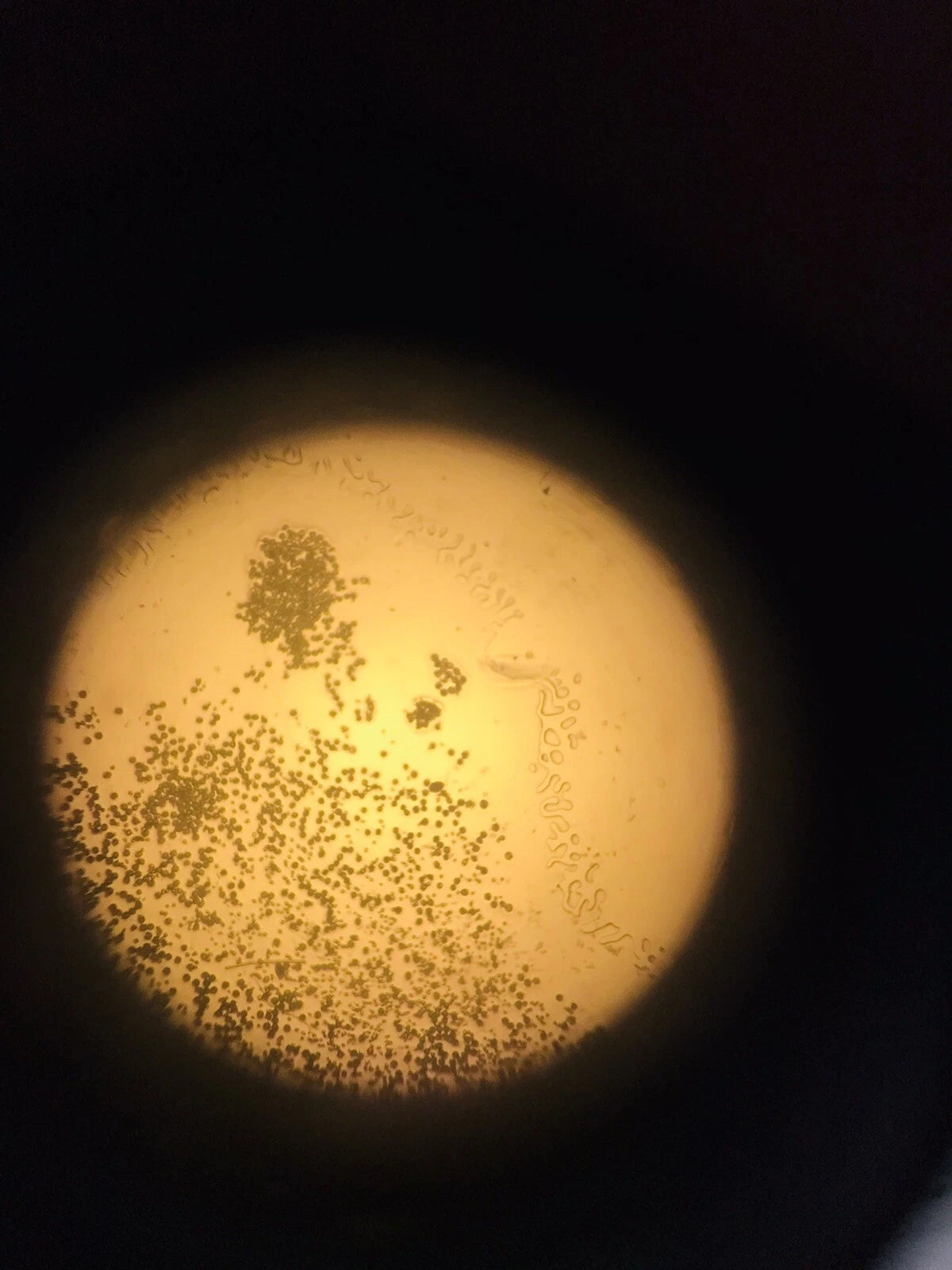 Nikon Eclipse TE200 Phase Fluorescence Microscope Light source 2 Objectives