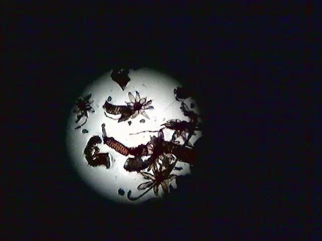 Motic Moticam X WiFi Digital Microscope Camera Mounts To Any Microscope Eyepiece