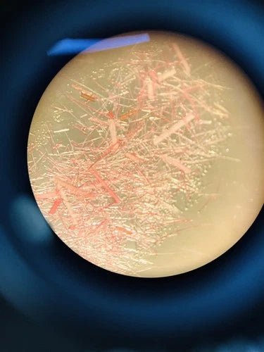 AmScope SE306-P 20x-40x Binocular Stereo Microscope with Dual Lights Tested
