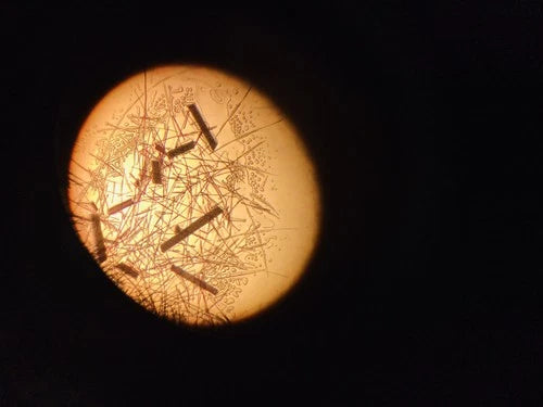 AmScope SE306-P 20x-40x Binocular Stereo Microscope with Dual Lights Tested